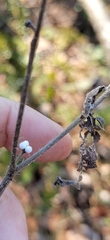 Lithospermum tuberosum