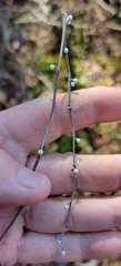 Lithospermum tuberosum