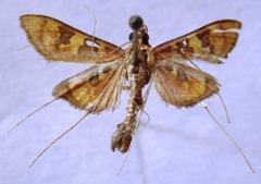 Prenesta scyllalis