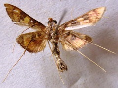 Prenesta scyllalis