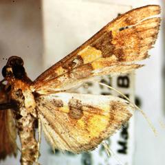 Prenesta scyllalis