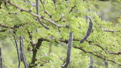 Vachellia astringens