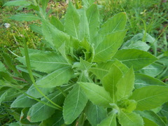Asteraceae