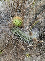 Eulychnia castanea