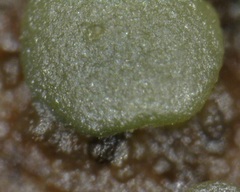 Dendrostilbella prasinula