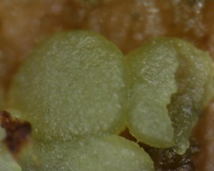 Dendrostilbella prasinula