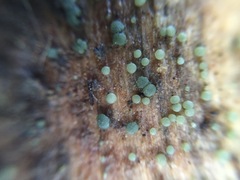 Dendrostilbella prasinula