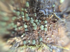 Dendrostilbella prasinula