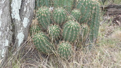Echinopsis rhodotricha