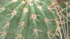 Echinopsis rhodotricha