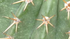 Echinopsis rhodotricha