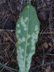 Entyloma compositarum