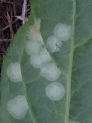 Entyloma compositarum