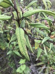 Aristeguietia glutinosa