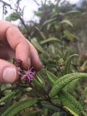 Aristeguietia glutinosa