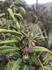 Aristeguietia glutinosa