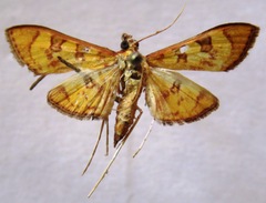 Prenesta scyllalis