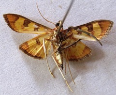 Prenesta scyllalis