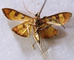 Prenesta scyllalis