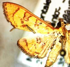 Prenesta scyllalis