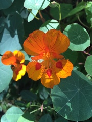 Tropaeolum minus