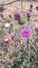 Cirsium rhaphilepis