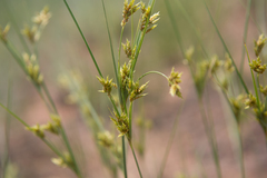 Cyperus schweinitzii