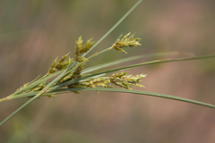 Cyperus schweinitzii
