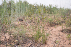 Cyperus schweinitzii