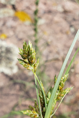 Cyperus schweinitzii