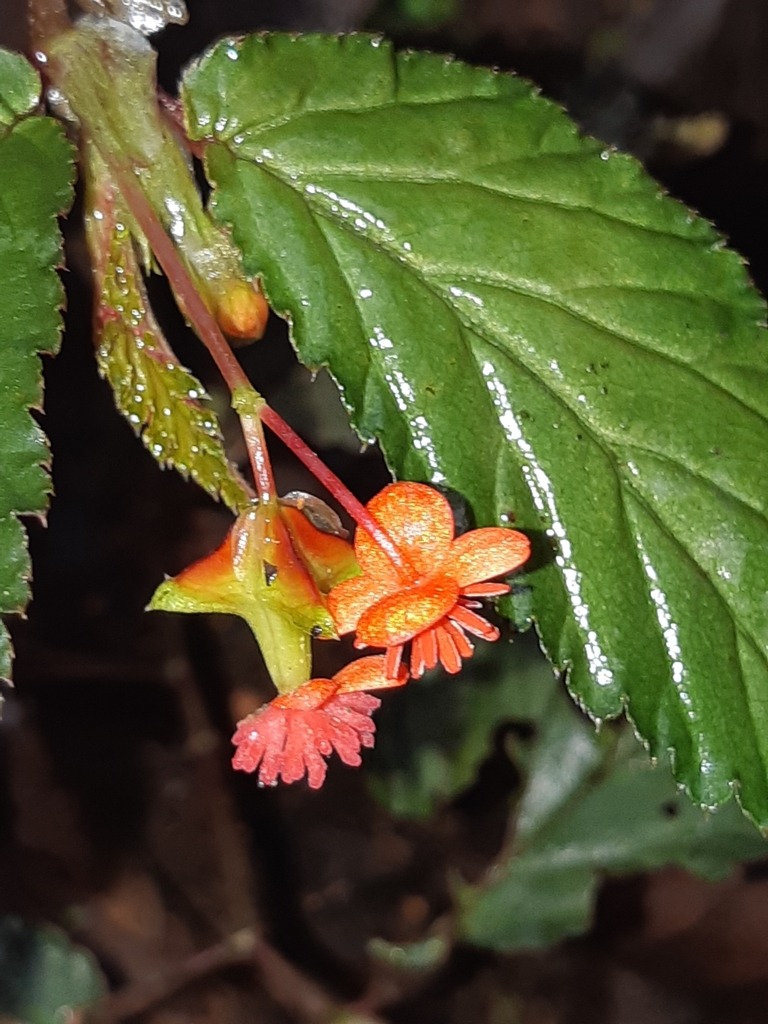 Nettle-leaved begonia