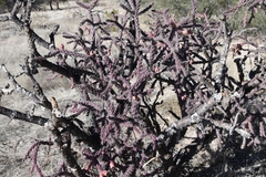 Cylindropuntia thurberi