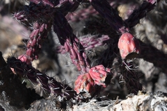 Cylindropuntia thurberi