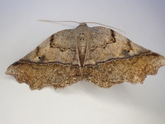 Ischalis gallaria