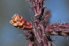 Cylindropuntia thurberi