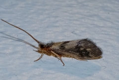 Conoesucidae