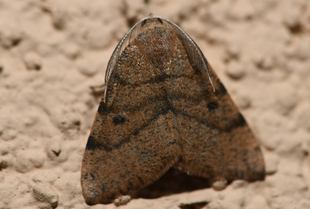 Numia minima