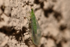 Chrysoperla pudica-group