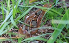 Rothschildia arethusa