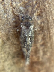 Myopsocidae