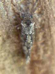 Myopsocidae