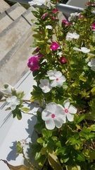 Catharanthus roseus