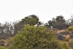 Geranoaetus polyosoma polyosoma