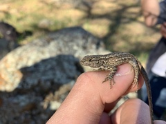 Sceloporus occidentalis biseriatus