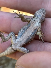Sceloporus occidentalis biseriatus