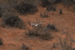 Geranoaetus polyosoma polyosoma