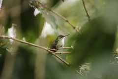 Saucerottia cyanocephala