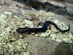Batrachoseps stebbinsi