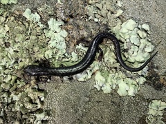 Batrachoseps stebbinsi