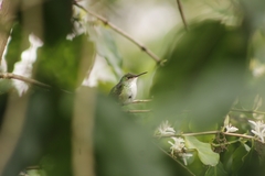 Saucerottia cyanocephala